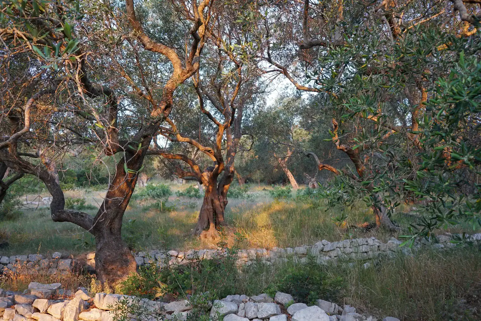 Ελαιώνας σε μεσογειακό τοπίο — εικονογραφική απεικόνιση